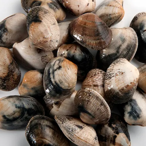 Almeja babosa gallega