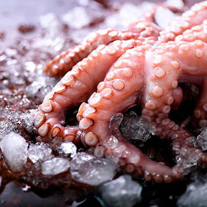 Pulpo y calamar