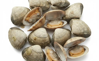 Bivalvos